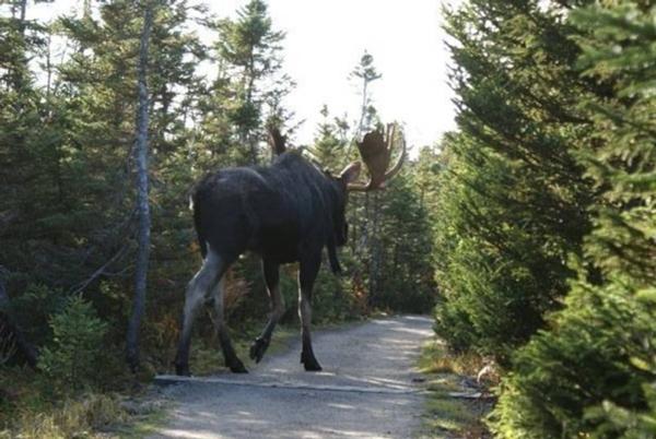 Unguided Moose Hunts Unguided Moose Hunts Ontario