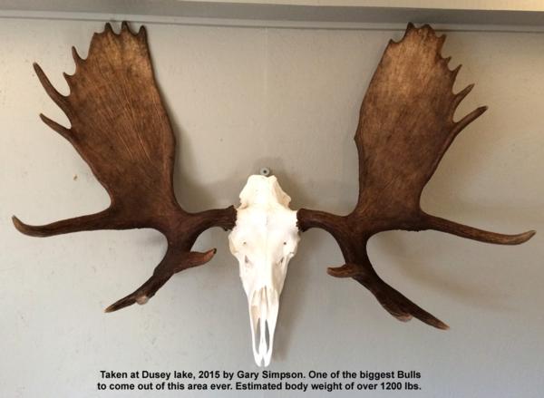 Moose Hunts
