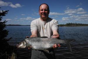 Whitefish